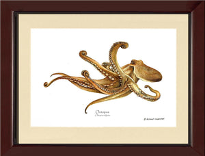 Octopus