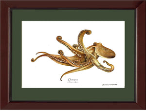 Octopus