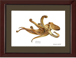 Octopus