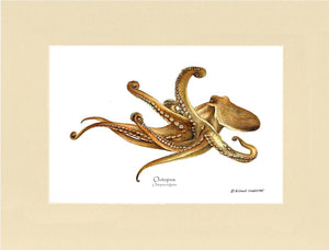 Octopus
