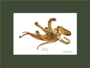 Octopus