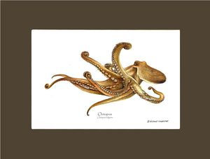 Octopus