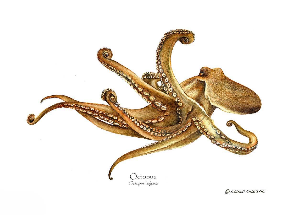Octopus | Wall Art Shellfish Print