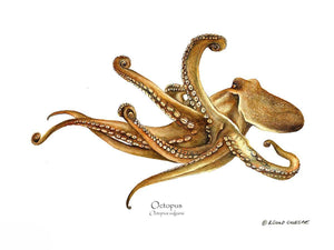 Shellfish Print: Octopus