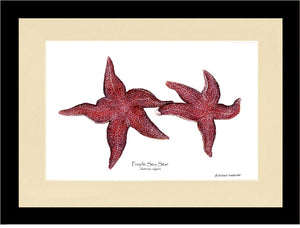 Sea Star, Purple | Wall Art Shellfish Print
