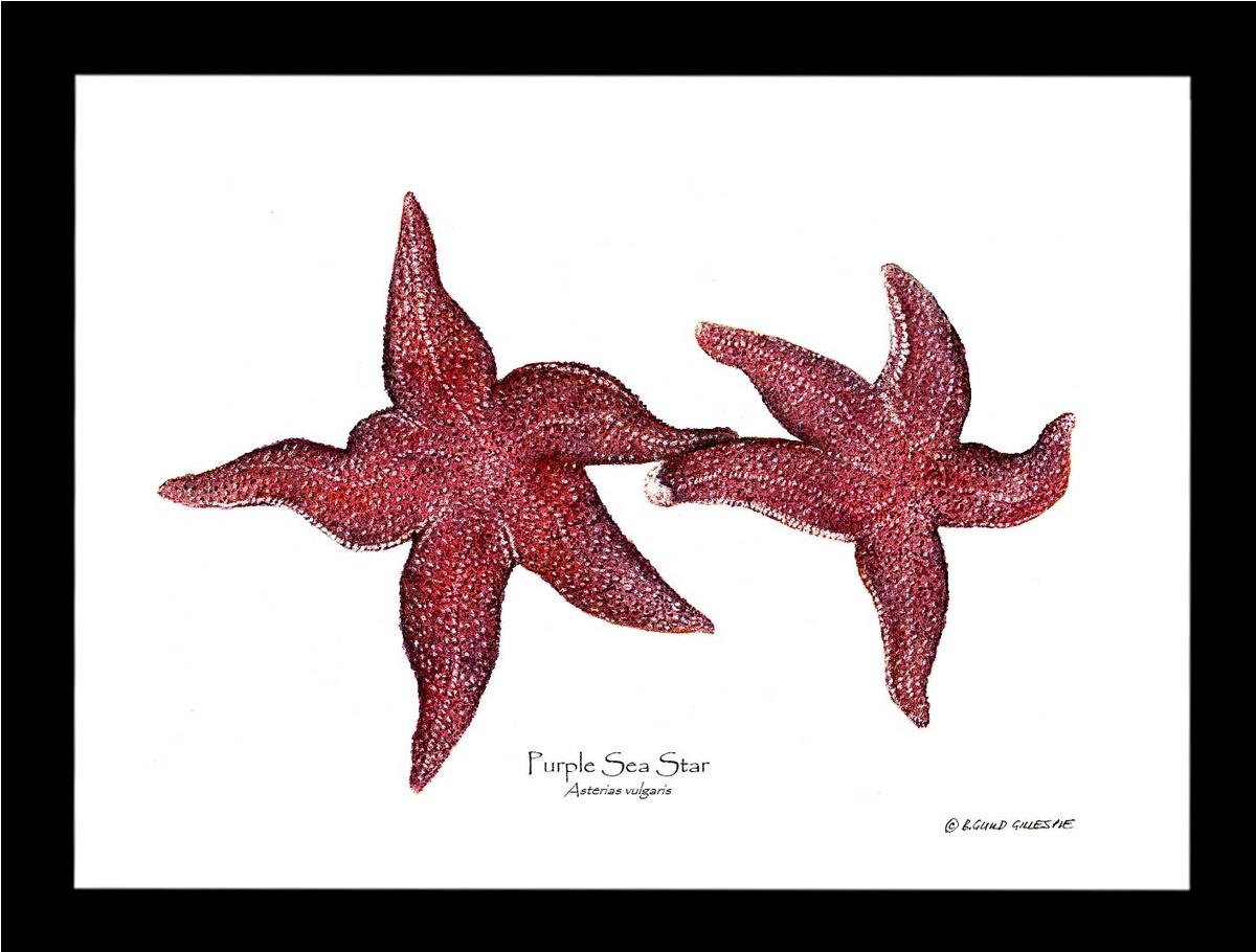 Sea Star, Purple | Wall Art Shellfish Print