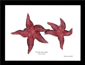Sea Star, Purple | Wall Art Shellfish Print