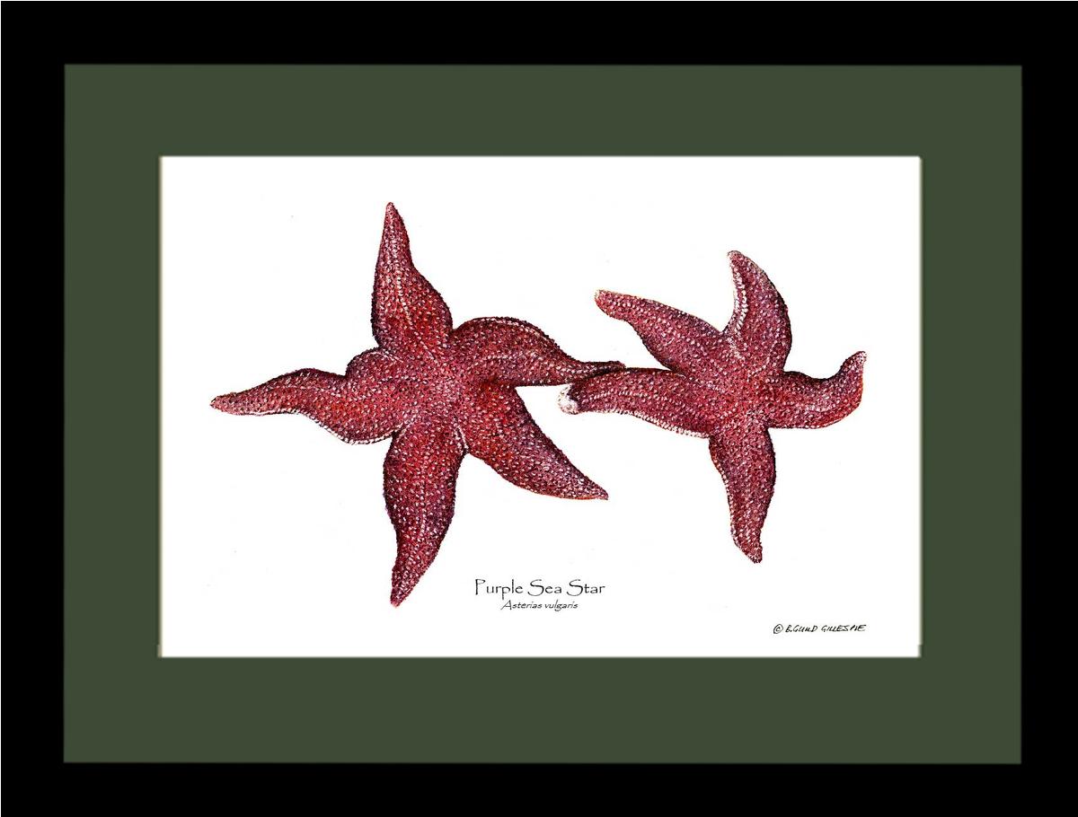 Sea Star, Purple | Wall Art Shellfish Print