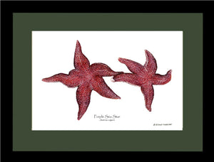 Sea Star, Purple | Wall Art Shellfish Print