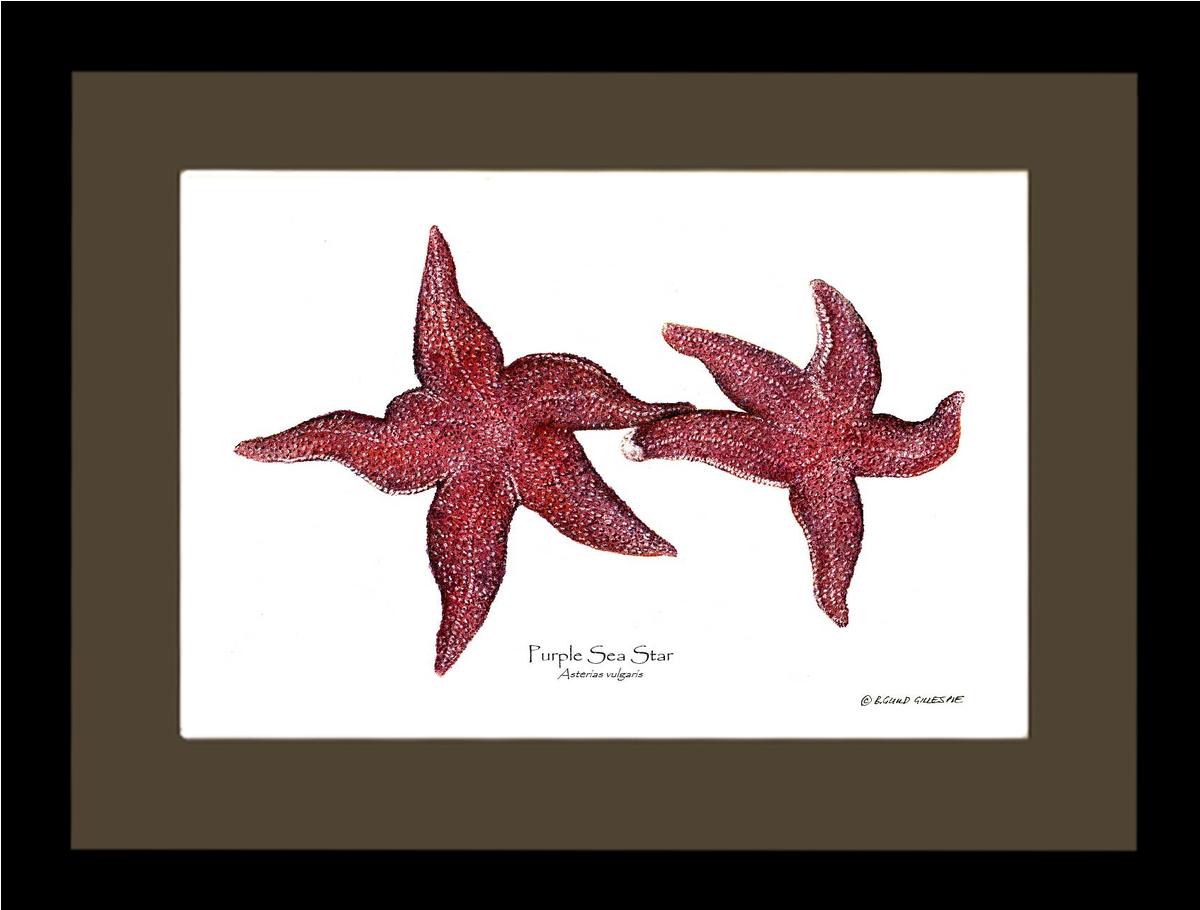 Sea Star, Purple | Wall Art Shellfish Print