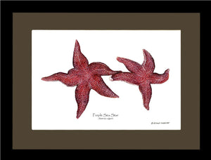 Sea Star, Purple | Wall Art Shellfish Print