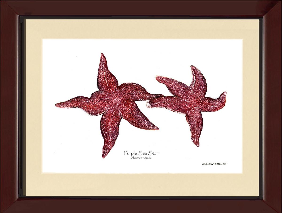 Sea Star, Purple | Wall Art Shellfish Print
