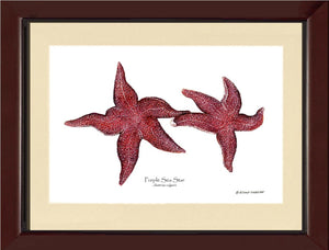 Sea Star, Purple | Wall Art Shellfish Print
