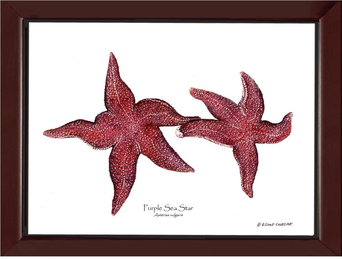 Sea Star, Purple | Wall Art Shellfish Print