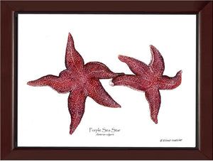 Sea Star, Purple | Wall Art Shellfish Print