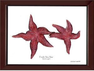 Shellfish Print: Sea Star, Purple