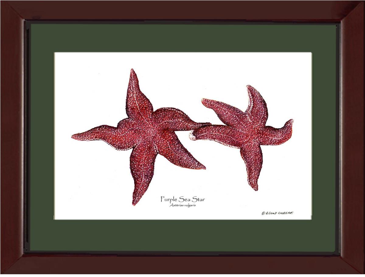 Sea Star, Purple | Wall Art Shellfish Print