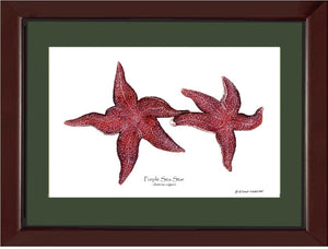 Sea Star, Purple | Wall Art Shellfish Print