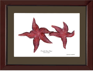Sea Star, Purple | Wall Art Shellfish Print