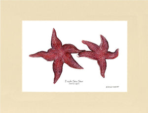 Sea Star, Purple | Wall Art Shellfish Print