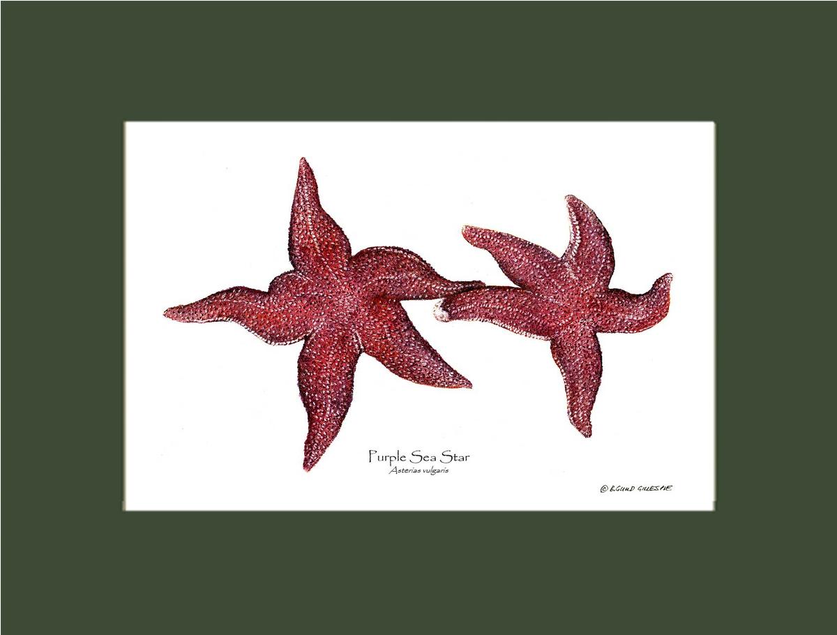 Sea Star, Purple | Wall Art Shellfish Print