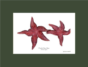 Sea Star, Purple | Wall Art Shellfish Print