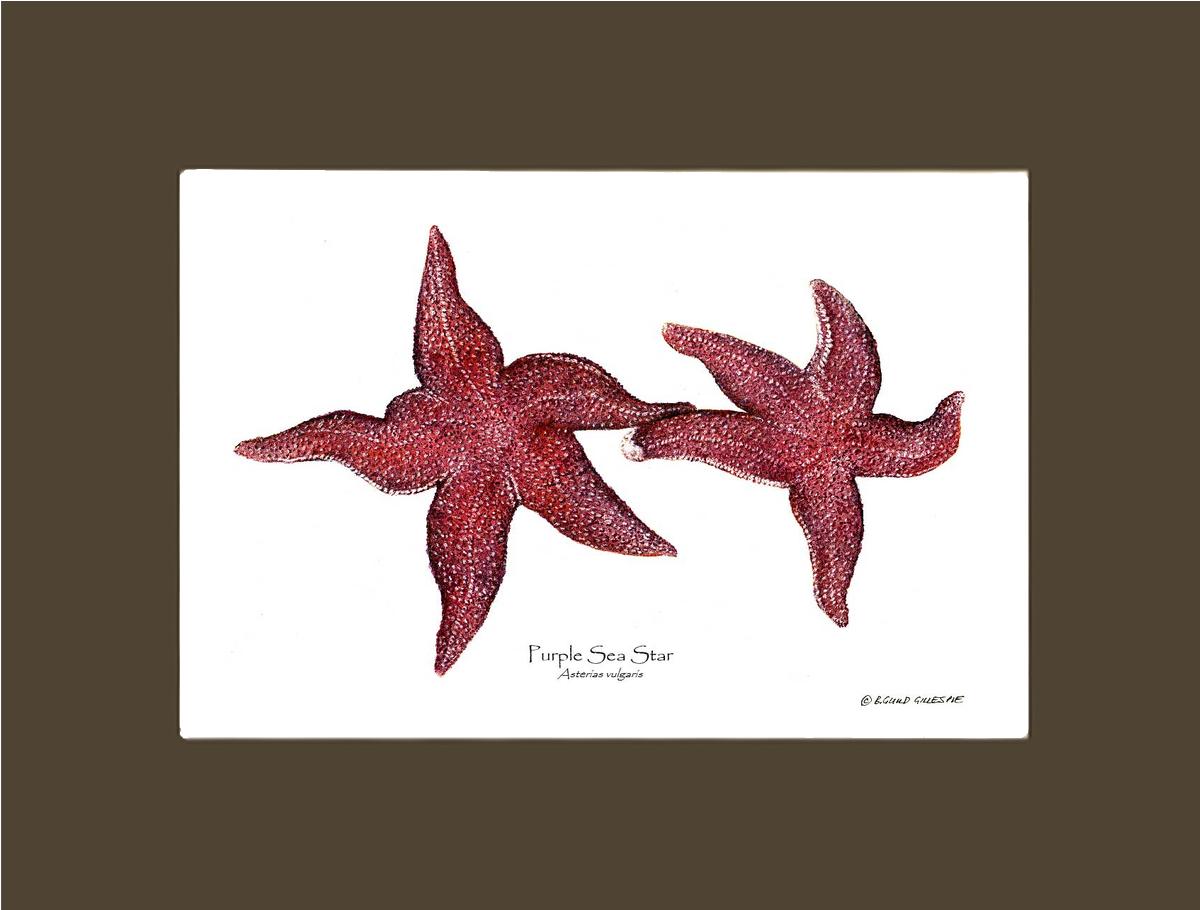 Sea Star, Purple | Wall Art Shellfish Print