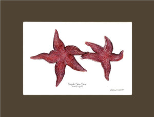 Sea Star, Purple | Wall Art Shellfish Print
