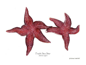 Sea Star, Purple | Wall Art Shellfish Print