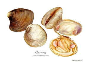 Shellfish Print: Quahaug