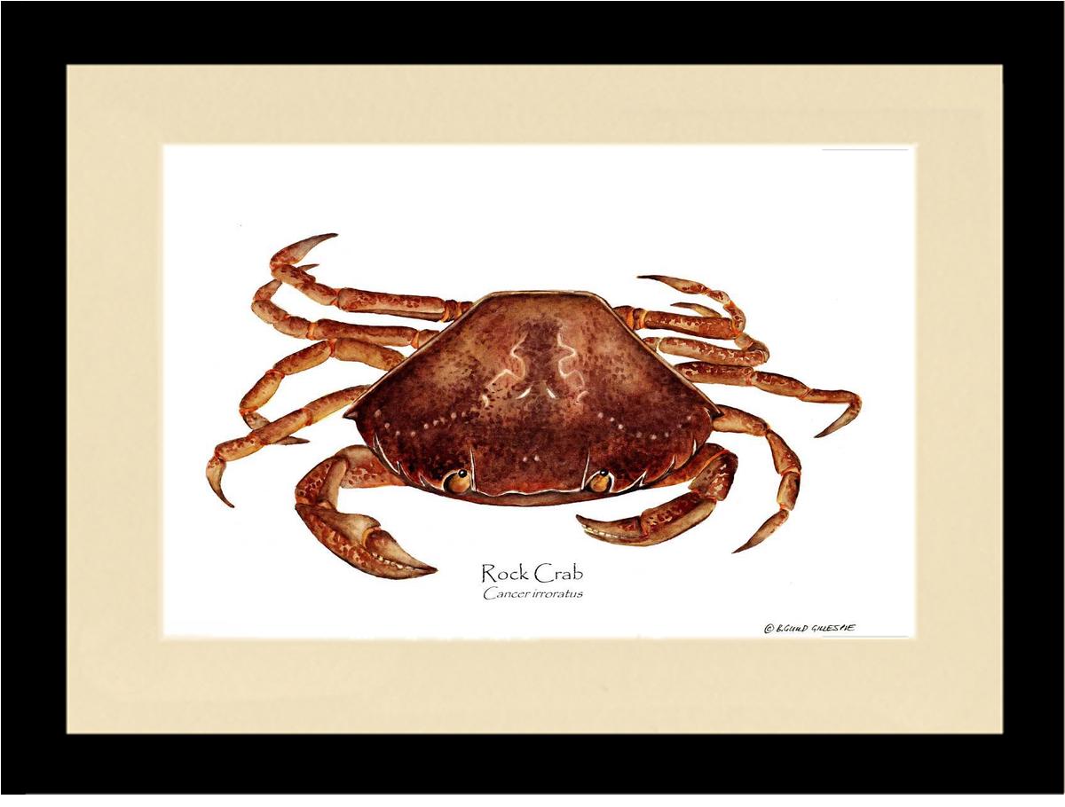 Crab, Rock | Wall Art Shellfish Print