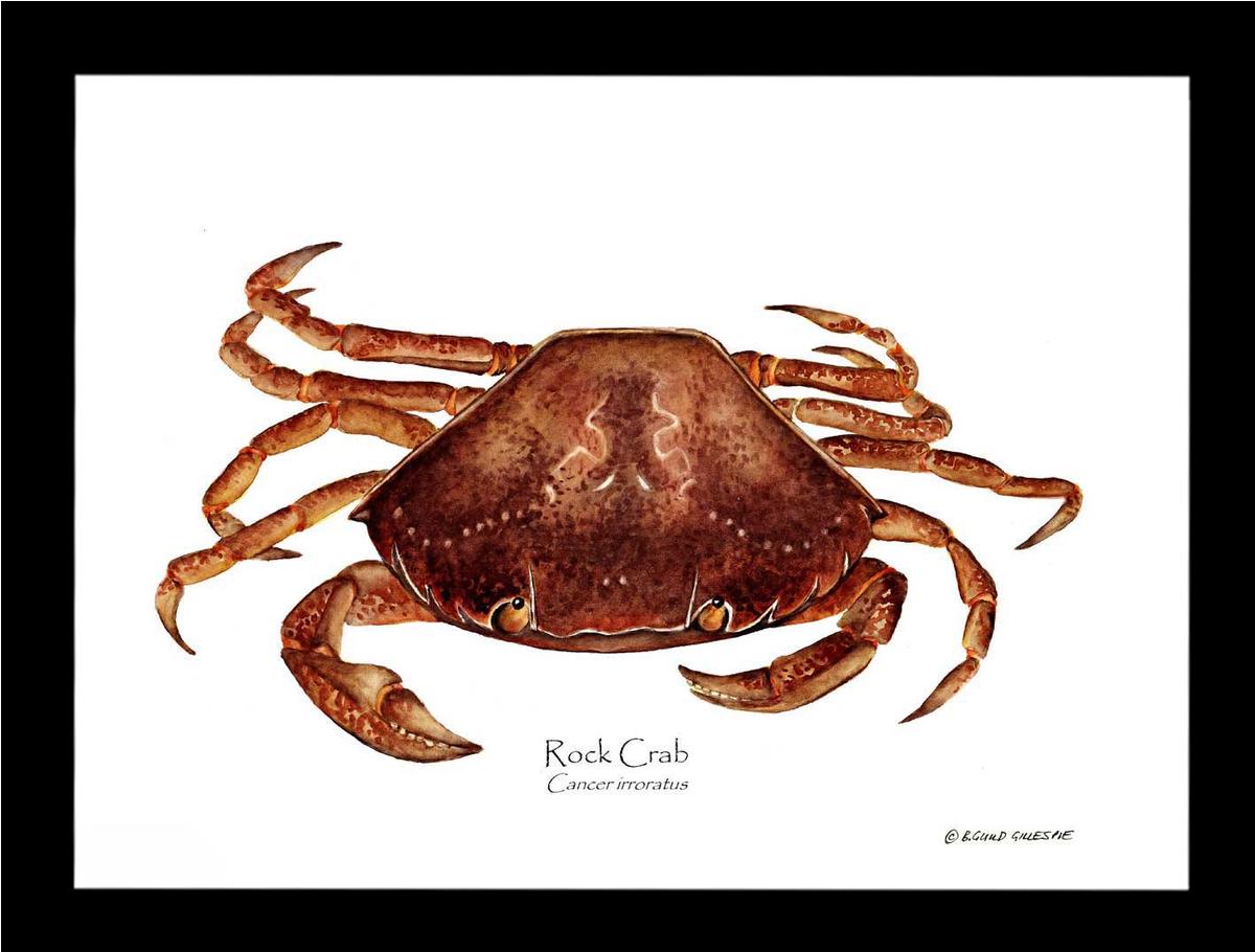 Crab, Rock | Wall Art Shellfish Print