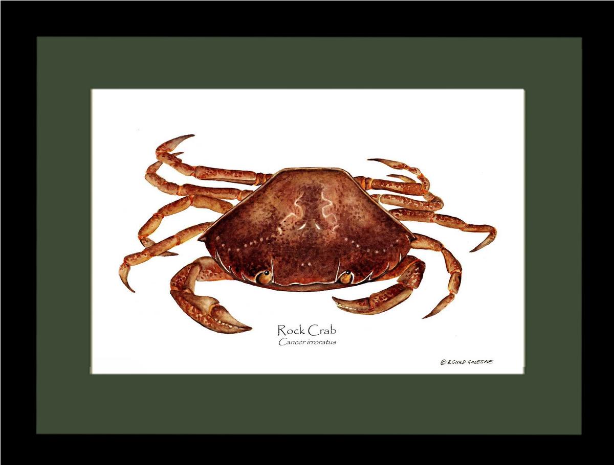 Crab, Rock | Wall Art Shellfish Print