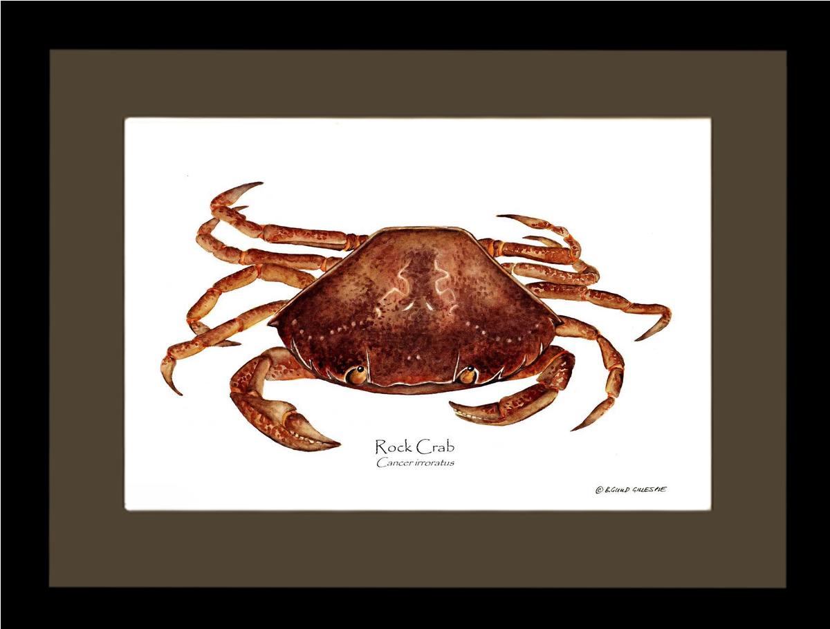 Crab, Rock | Wall Art Shellfish Print