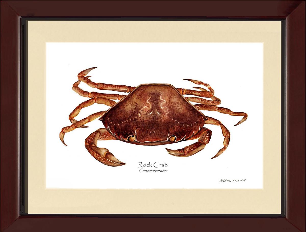 Crab, Rock | Wall Art Shellfish Print