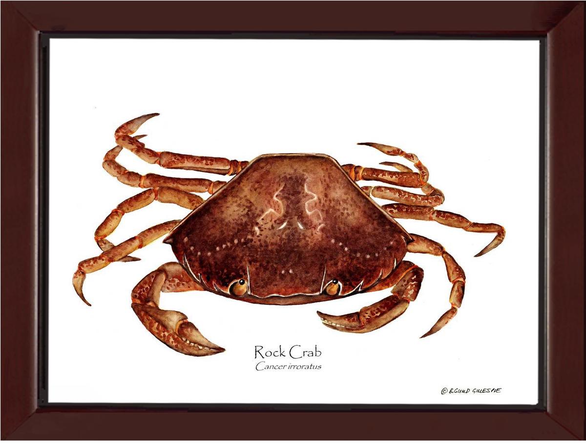 Crab, Rock | Wall Art Shellfish Print