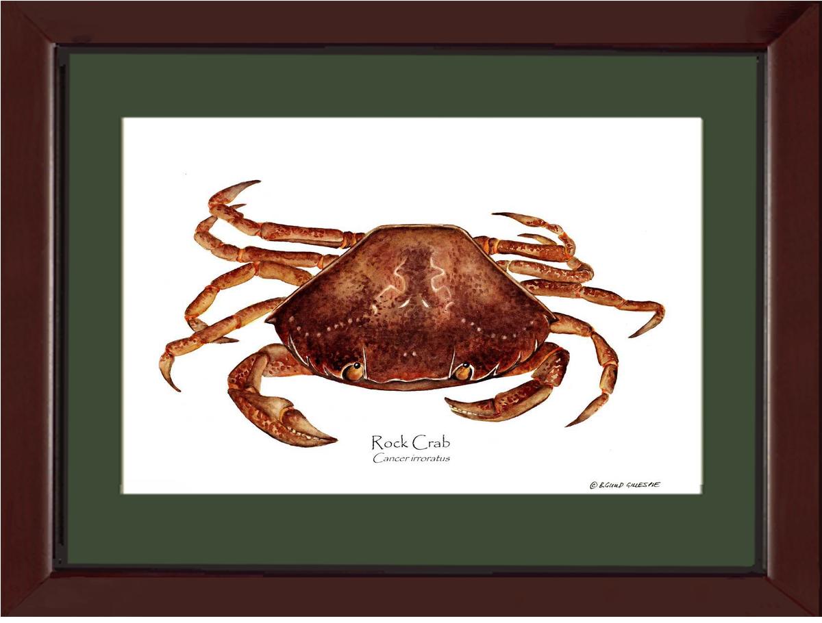 Crab, Rock | Wall Art Shellfish Print