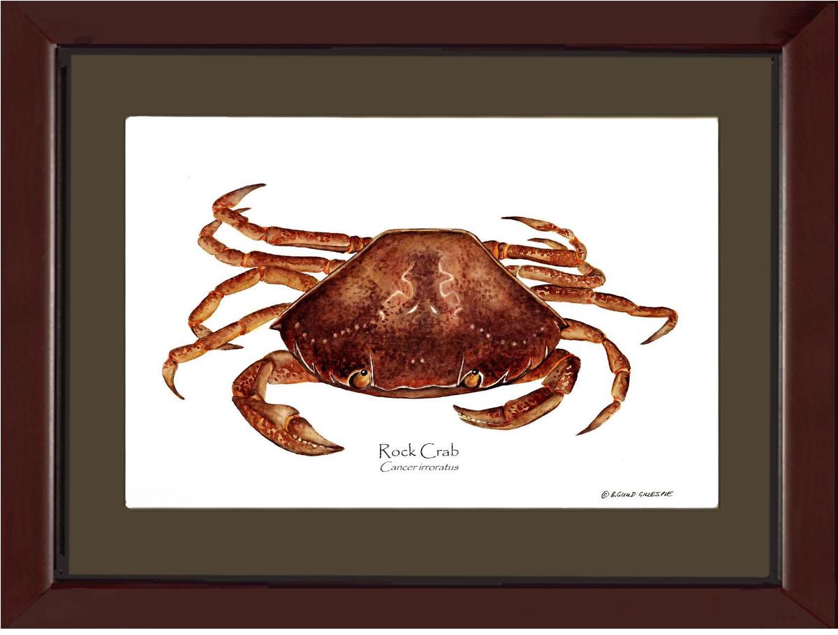 Crab, Rock | Wall Art Shellfish Print
