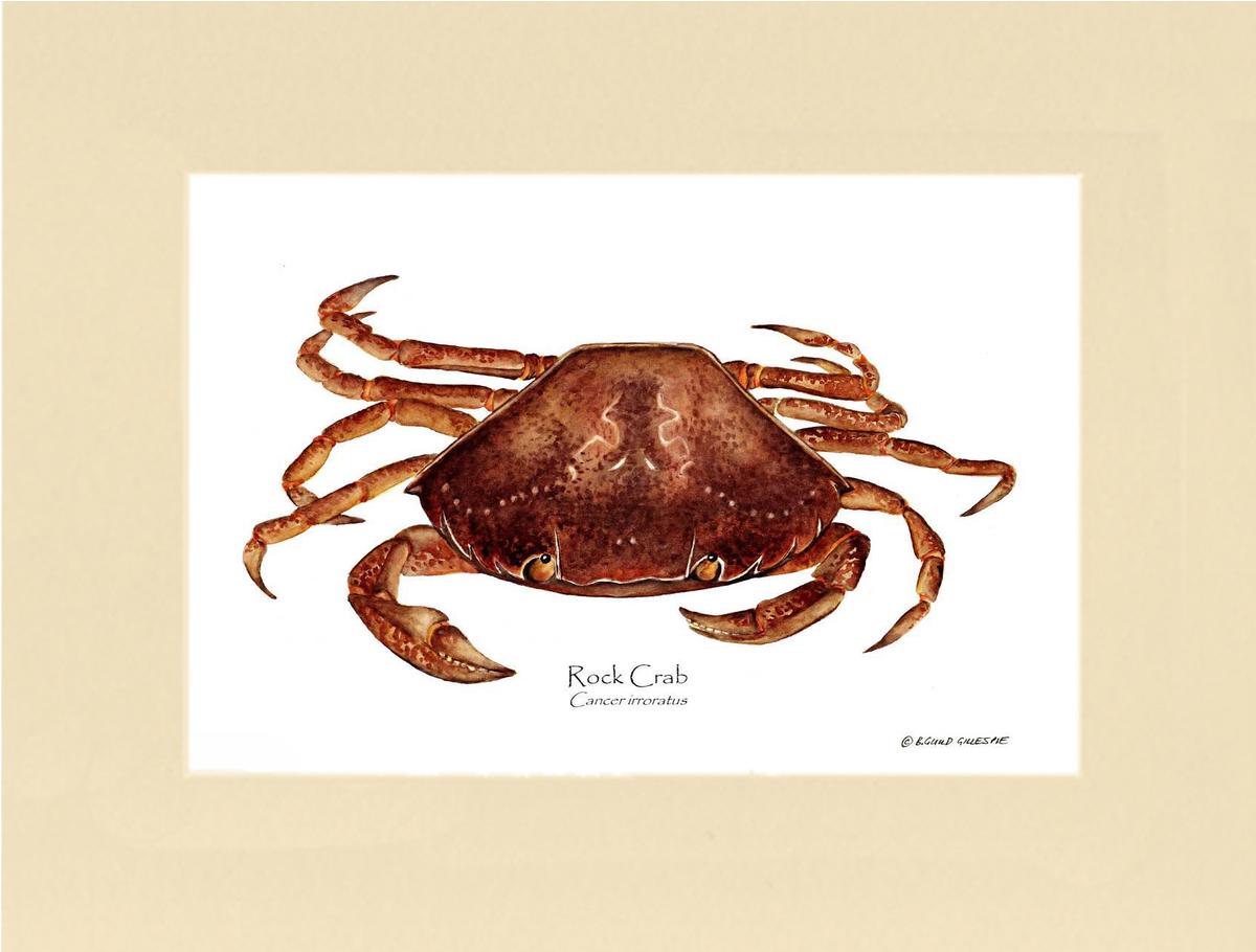 Crab, Rock | Wall Art Shellfish Print
