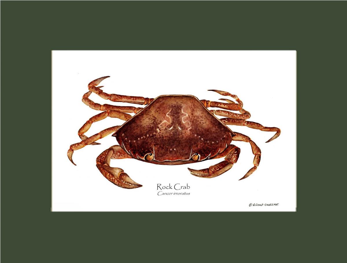Crab, Rock | Wall Art Shellfish Print