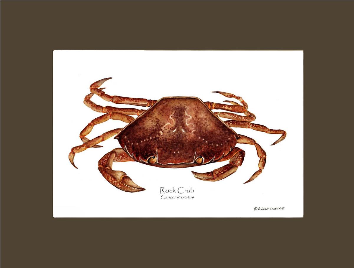 Crab, Rock | Wall Art Shellfish Print