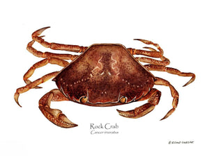 Shellfish Print: Crab, Rock