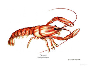 Shellfish Print: Lobster, Scampi/Norwegian