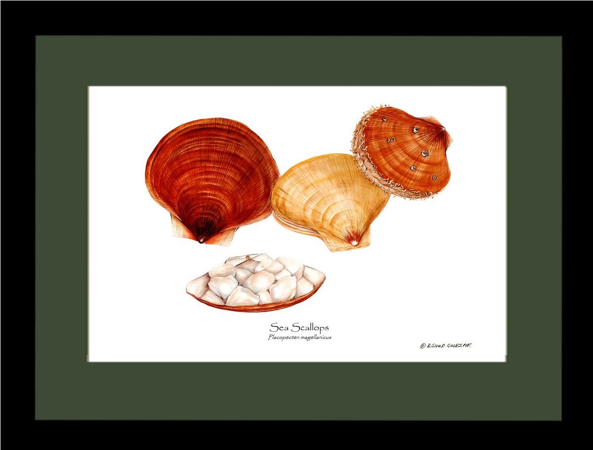 Shellfish Print: Scallops, Sea | Wall Art Shellfish Print