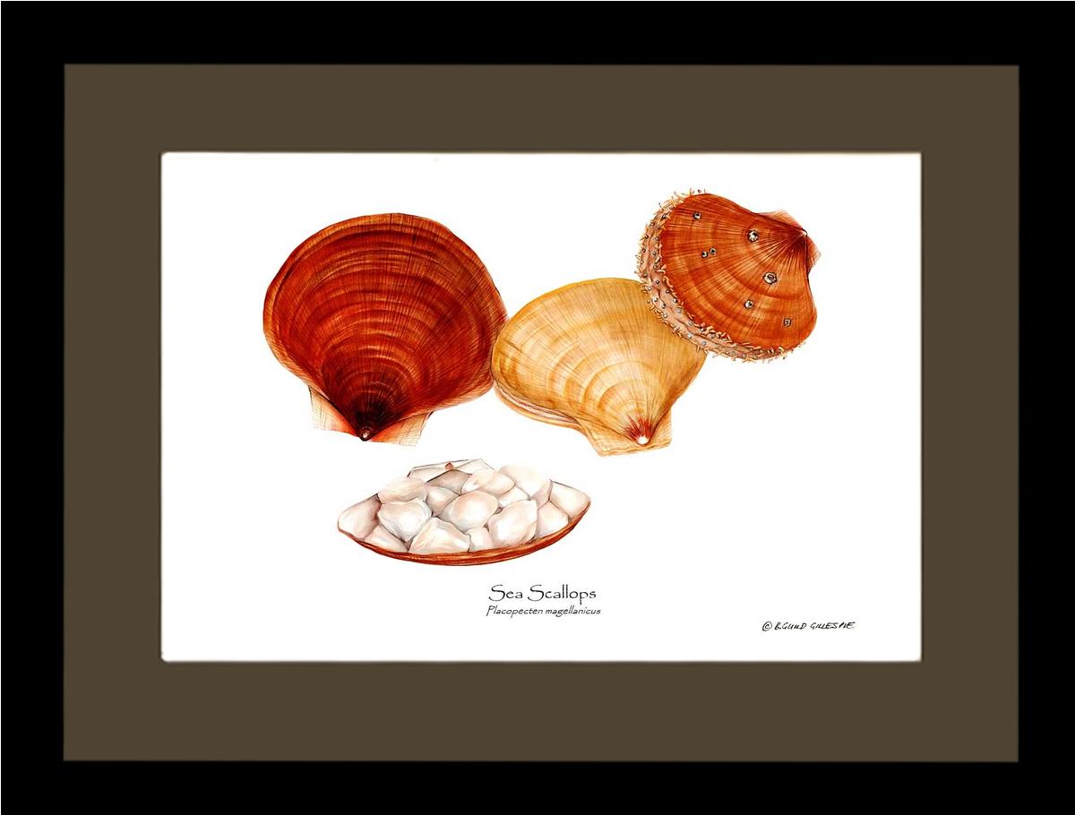 Shellfish Print: Scallops, Sea | Wall Art Shellfish Print