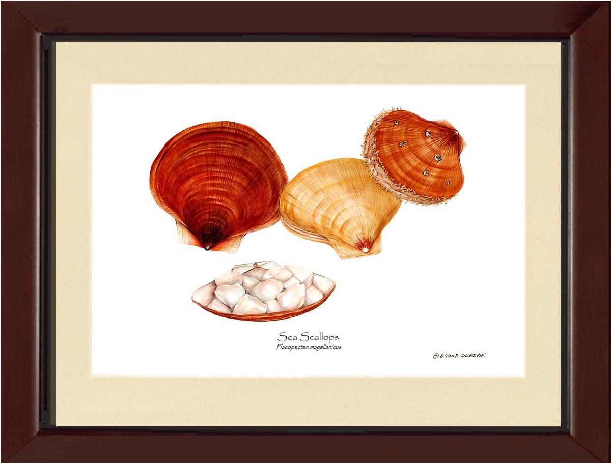 Shellfish Print: Scallops, Sea | Wall Art Shellfish Print