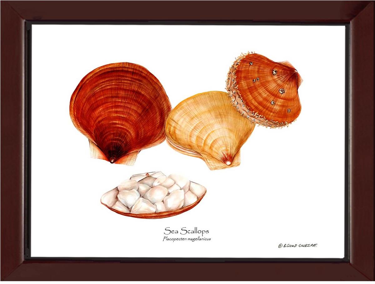 Shellfish Print: Scallops, Sea | Wall Art Shellfish Print