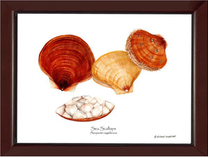 Shellfish Print: Scallops, Sea