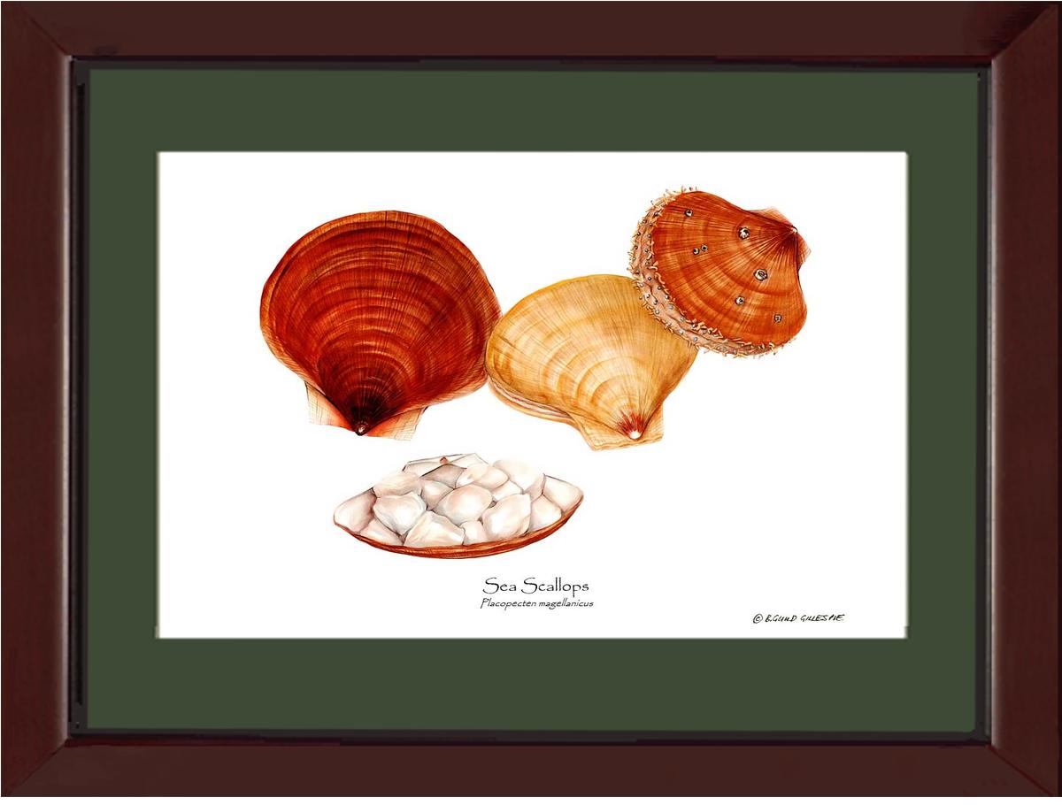 Shellfish Print: Scallops, Sea | Wall Art Shellfish Print