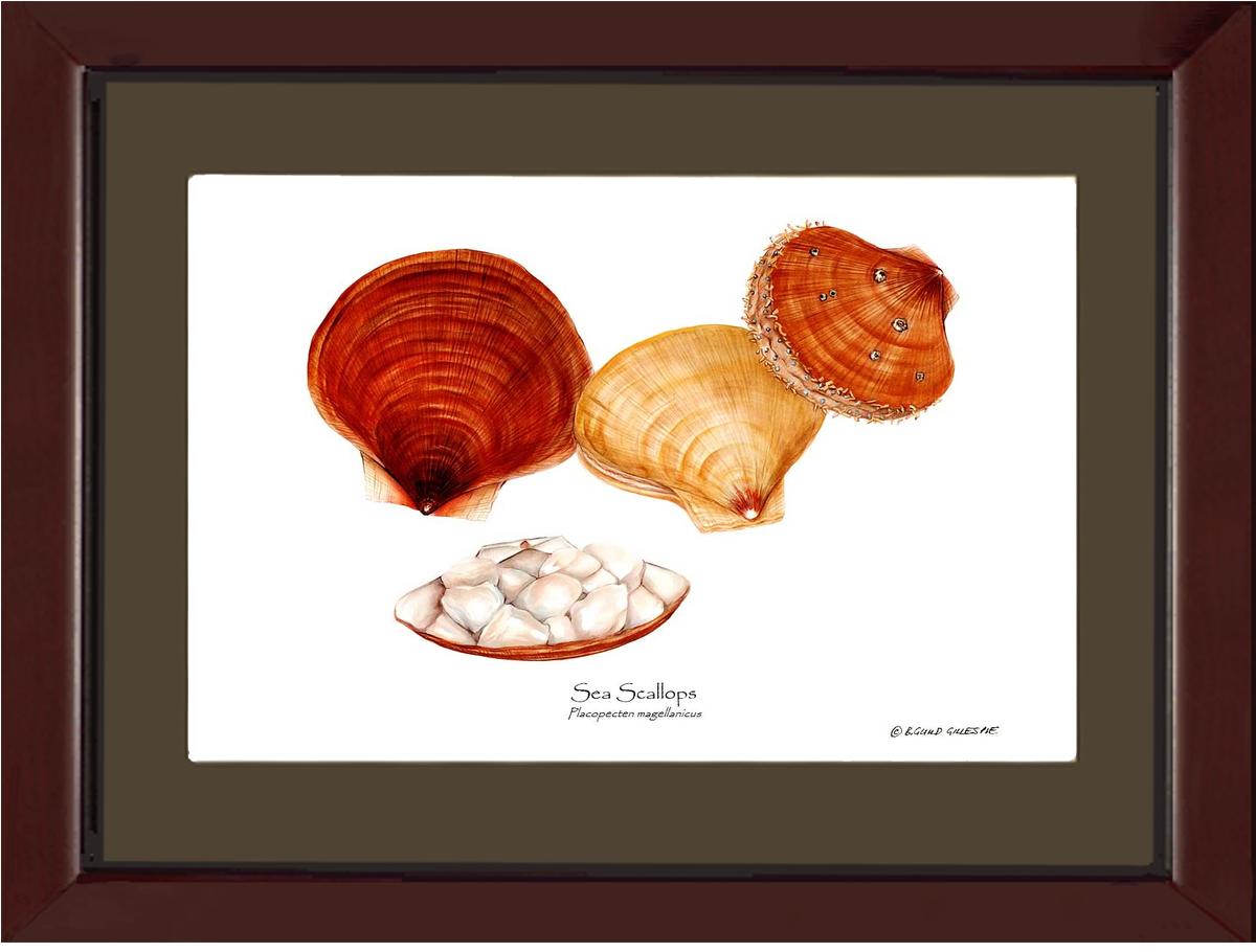 Shellfish Print: Scallops, Sea | Wall Art Shellfish Print